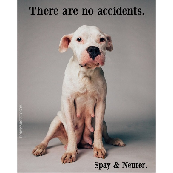 Spay. Neuter. Vaccinate. Microchip. #opttoadopt - Picture 7 of 8